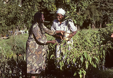 Wangari Maathai pflanzt einen Baum.